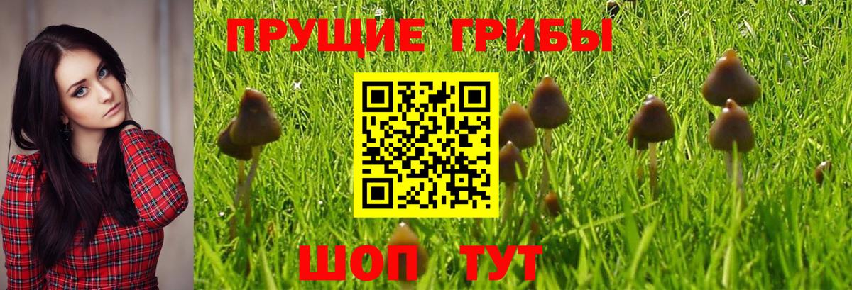 Галлюциногенные грибы Psilocybine cubensis Армавир